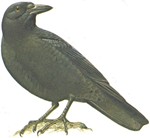 crow_small.jpg